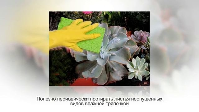 ЭХЕВЕРИЯ. Неприхотливый СУККУЛЕНТ из семейства толстянковые. Уход и размножение в домашних условиях