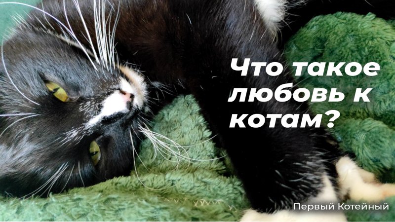 Что такое любовь к котам? ?