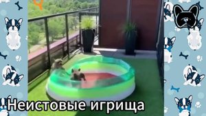 СМЕШНЫЕ французские бульдоги #47. Просто попробуй не рассмеяться