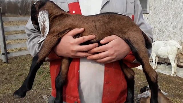 Козлик Шами продан. смотреть онлайн