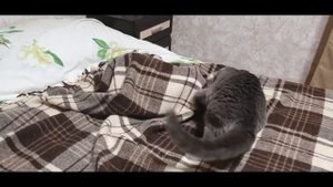 Вислоухий котенок охотится на неопознанный ползающий объект