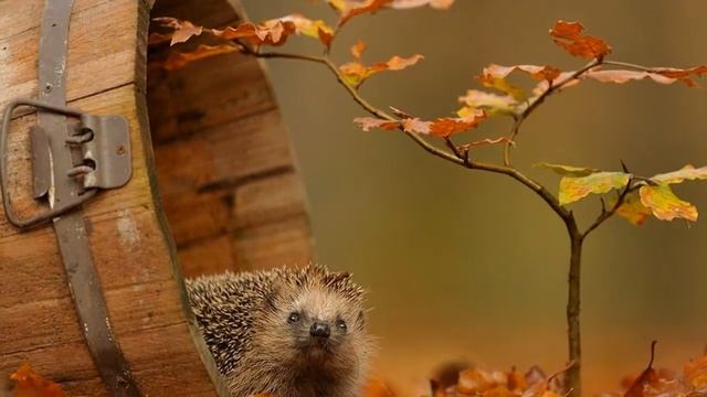 картинки осень смотреть онлайн