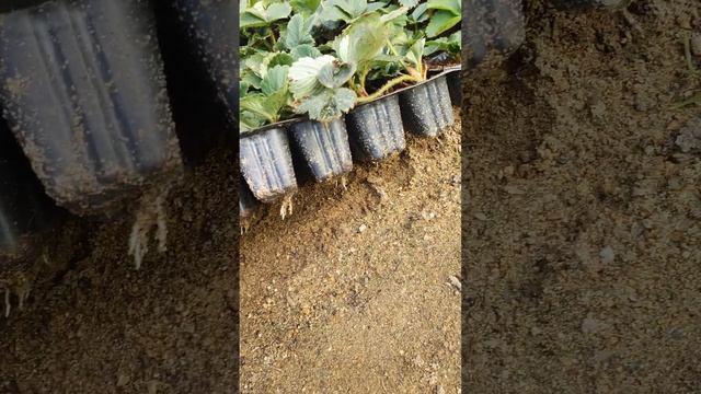 Кассетная рассада клубники ? Априка и Мурано.