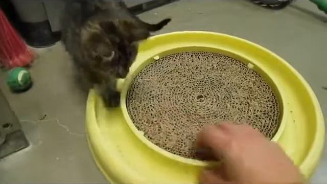 Meet Petunia! смотреть онлайн