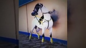 Люблю лошадей и животных 😍😍