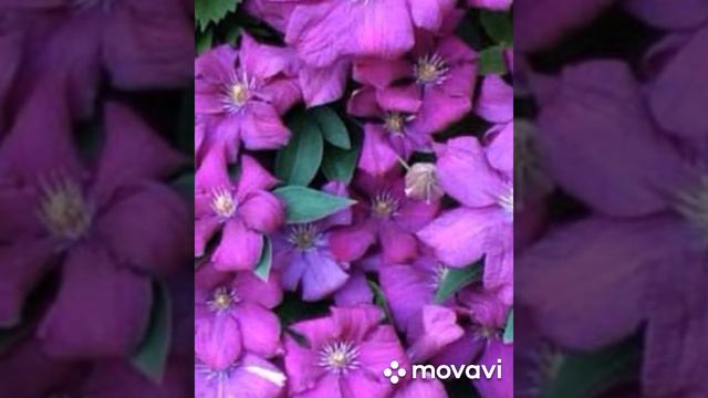 Клематис.Король сада. смотреть онлайн