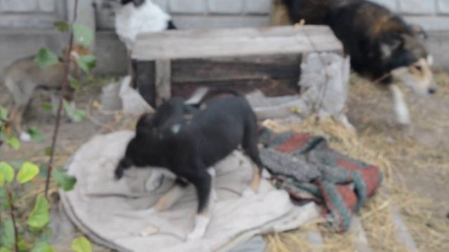 Огромная стая собак Щенки прикольно играют смотреть онлайн