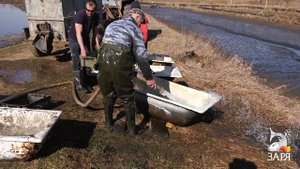 Рыбхоз Заря - Зарыбление Выростного пруда 2019