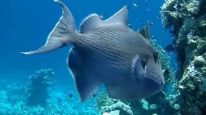 Супер рыбы (Красное море)-Синий спинорог (Redtooth triggerfish)