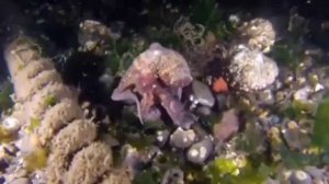 octopus animal planet || octopus animal planet || Dangerous octopus