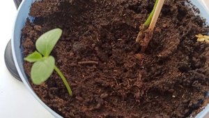 Помидоры на подоконнике ???????