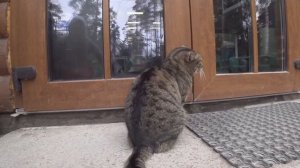 Поиск дома в ленинградской области для покупки.