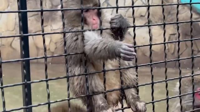 Мы нашли метод КАК НАКОРМИТЬ мамочек гамадрил яйцами и разделили стаю))) смотреть онлайн