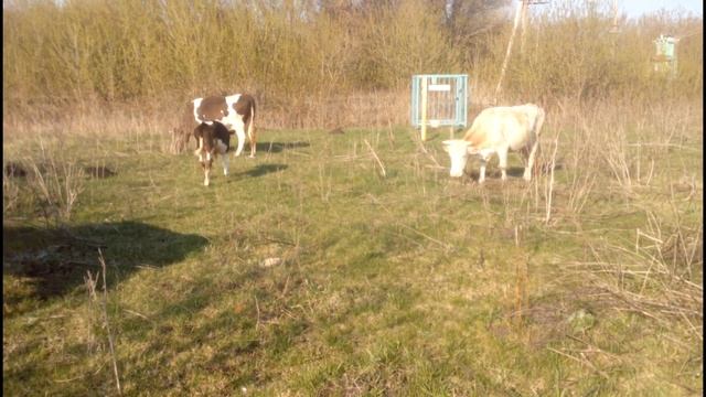 КОРОВЫ первый день на пастбище//беспривязное содержание КОРОВ в электро изгороди. смотреть онлайн