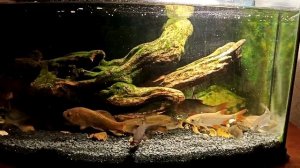 Аквариум с речной рыбой. Часть 7. Лини