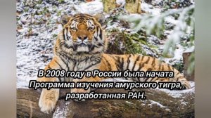 Красная Книга России — Амурский тигр