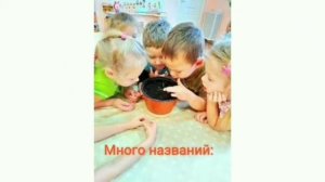 Выращивание цветов на окошке.mp4