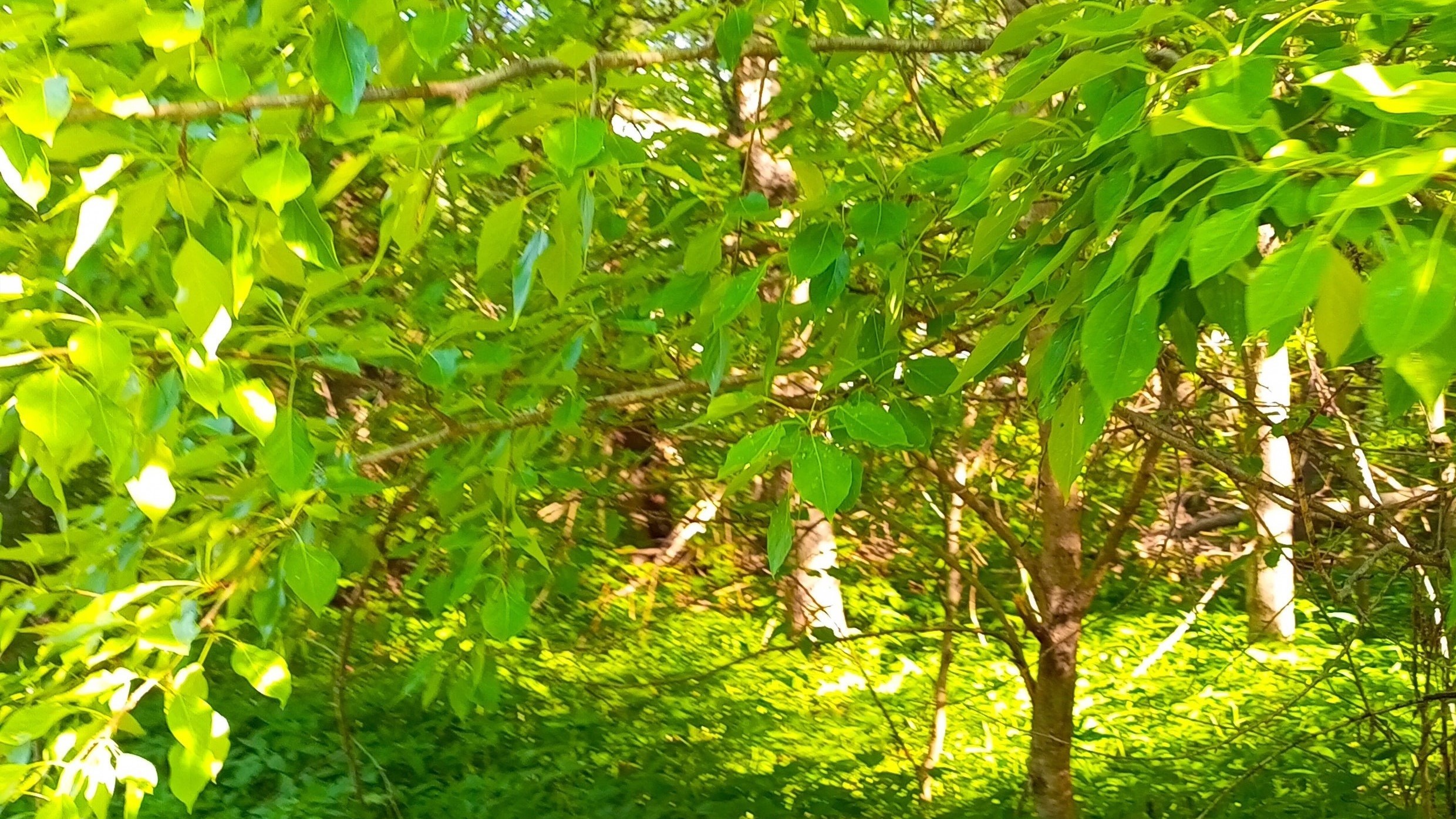 Короткая прогулка в лесу смотреть онлайн