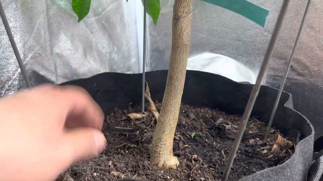 Growing indoor orange trees can be fun while you wait for spring so you can plant your vegetables.