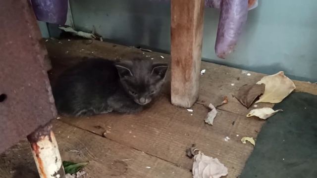 Соседская кошка принесла нам котенка. смотреть онлайн