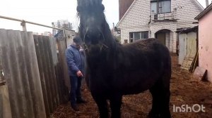 ЦЫГАНСКАЯ ВОРОНАЯ КОБЫЛА НА ЖЕРЕБЦА САЛЮТА/ПРЕДЛАГАЕМЫЙ ОБМЕН