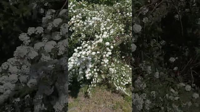 Спирея Вангутта | Spiraea vanhuttei