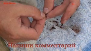 Как насадить червя на крючок