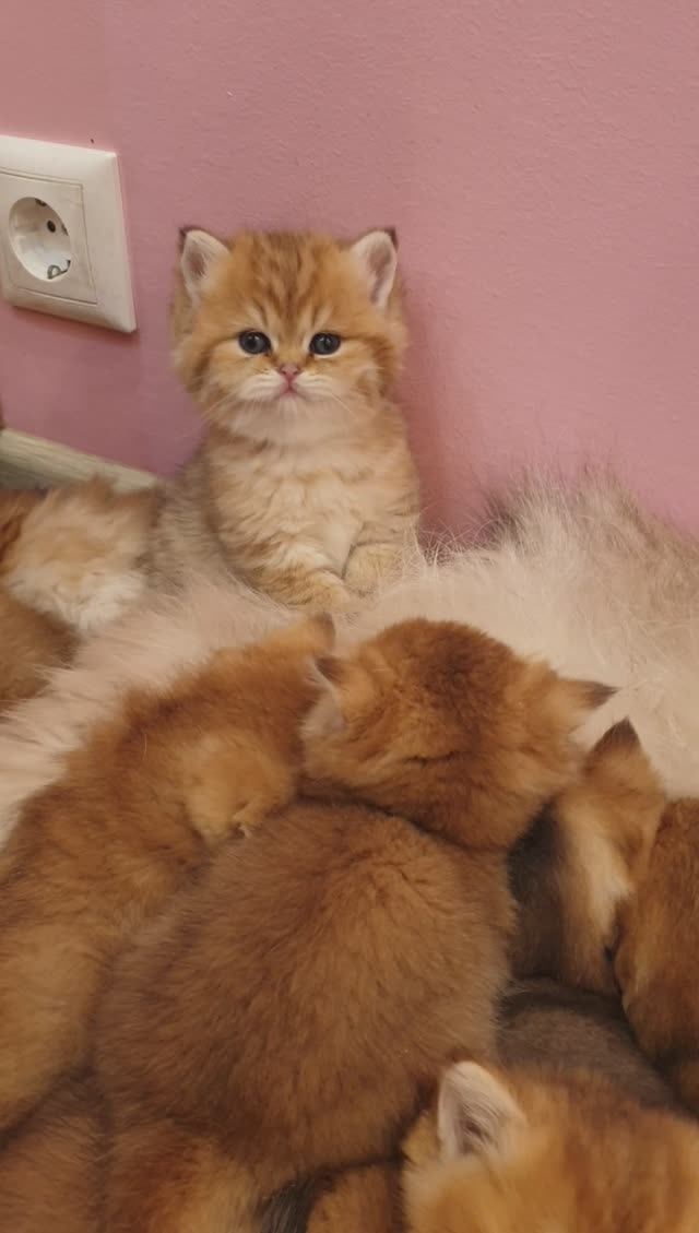 Плюшевые золотые котята