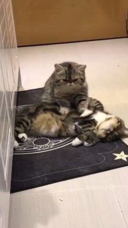 Кот-массажист