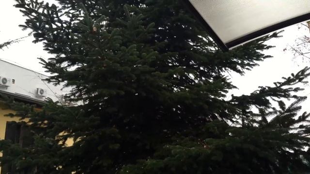 Abies nordmanniana - Kaukázusi jegenyefenyő/Nordmann fenyőfa kertben смотреть онлайн