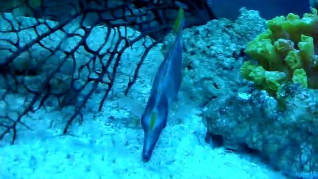 Аквазоопарк - рыба хирург смотреть онлайн