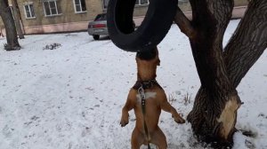 Воспитание собаки. Стаффордширский терьер