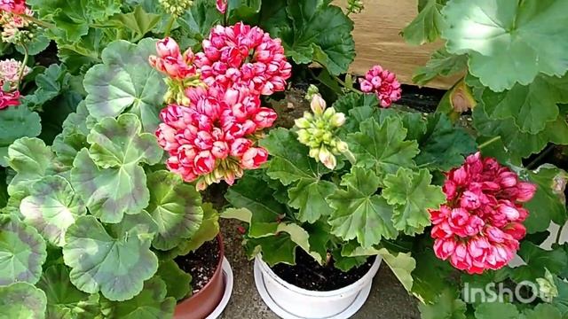 Мои пеларгонии, июнь 2022#сочинцы #сортовыепеларгониивсочи смотреть онлайн