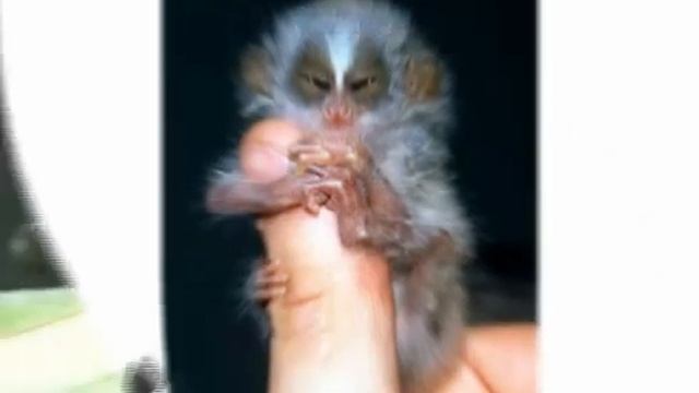 Удивительные животные всего мира Красная Книга 2013 смотреть онлайн