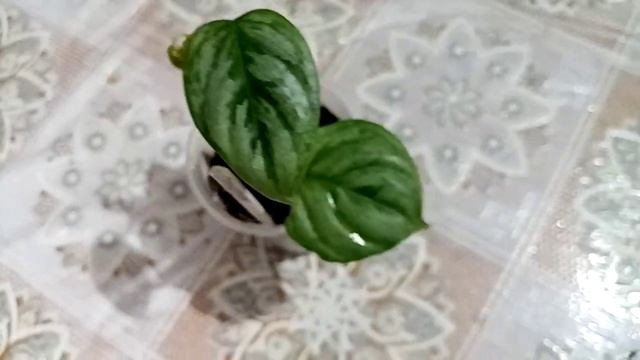 Не забываем о новинках с выставки! Показываю! смотреть онлайн