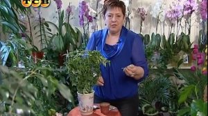 Цветочная лавка - Хойя