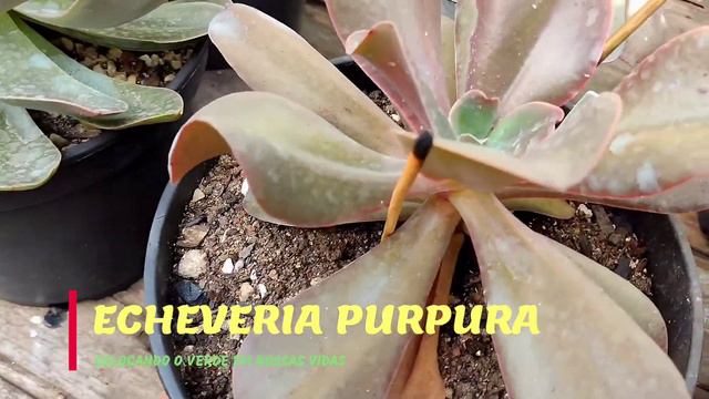 Echeverias, grandes, lindas, baratas e de fácil cultivo para se começar, Dicas do canal... смотреть онлайн