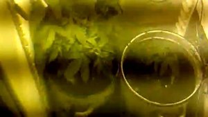 Гроубокс (Growbox) из холодильника