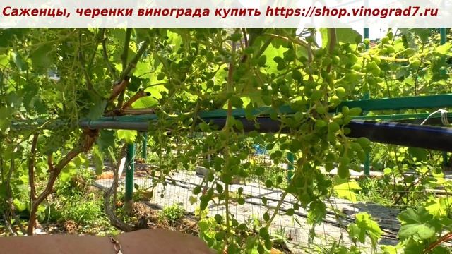 Загадку отгадаете? Чьи огромные грозди винограда  вы видите на экране? Очень ранняя. (Супер Экстра)