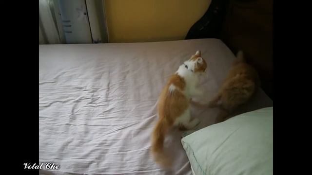 Бешеные игры кошек смотреть онлайн