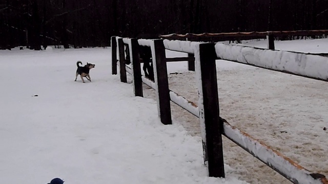 лошадь и собака смотреть онлайн