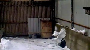 Голуби Чили бакинские