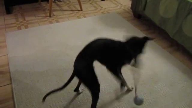 Italian Greyhound Stepa смотреть онлайн