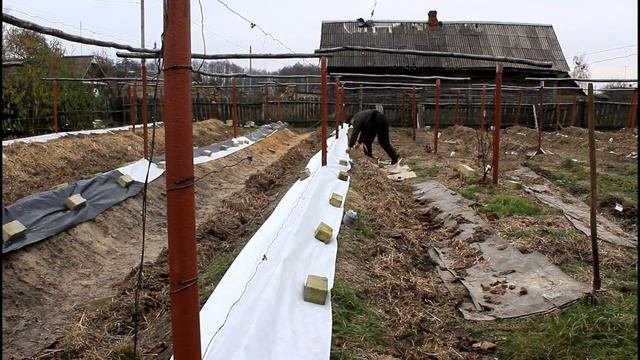 Укрытие винограда в реальном времени. Серия 122.