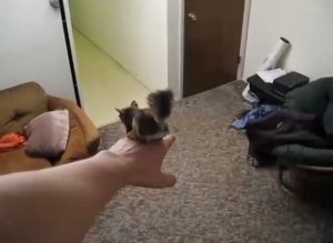 Домашняя белка-летяга