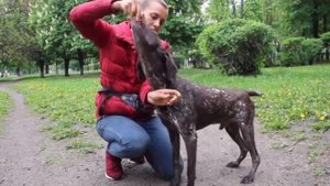 Тренировка и растяжка шеи собак. Правильные упражнения по Догфитнесу для вашей собаки