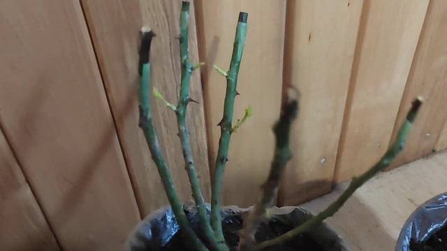 Как сохранить саженцы роз до высадки в грунт.Мой опыт. смотреть онлайн