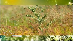 Кугитанг-край чудес. Туркменистан/Kugitang-land of wonders. Turkmenistan