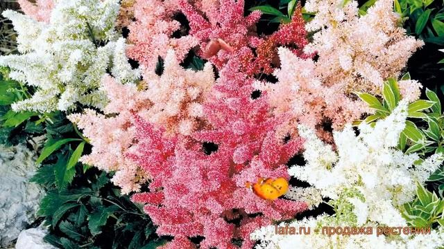 Астильба арендса Шоустар (astilbe arendsii shoustar) ? обзор: как сажать, семена астильбы Шоустар смотреть онлайн