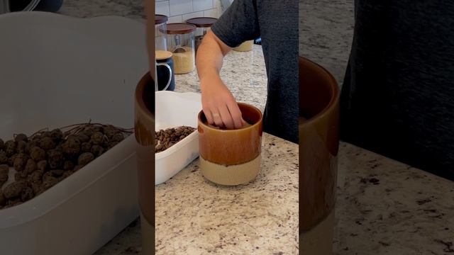 Ficus Elastica Burgundy Repot (Full Video)